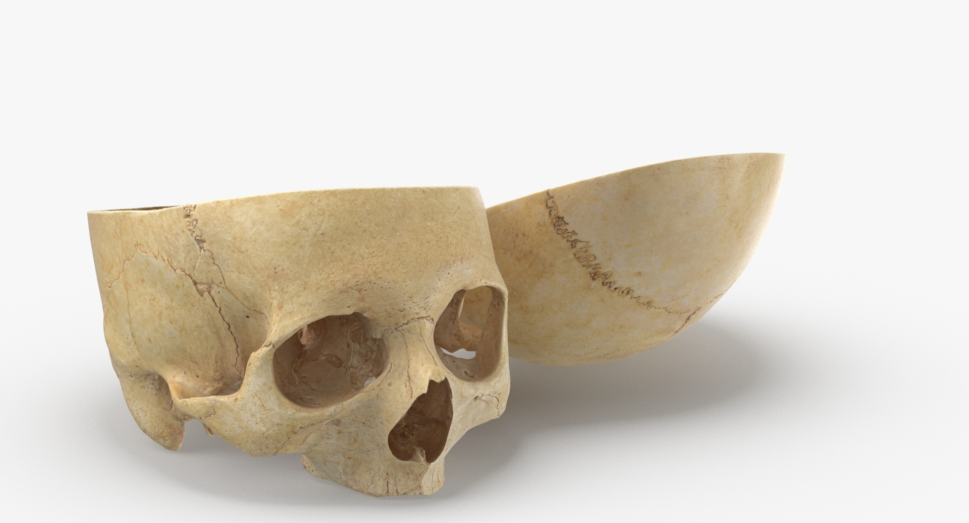 Human Skulls Collection 02 White and Yellow - 24 models 3D https://p.turbosquid.com/ts-thumb/Jg/W3abjh/4f/0000/jpg/1591352391/1920x1080/turn_fit_q99/8739b3be3e4ff93a20cde23ba4b643a28ed77fa4/0000-1.jpg