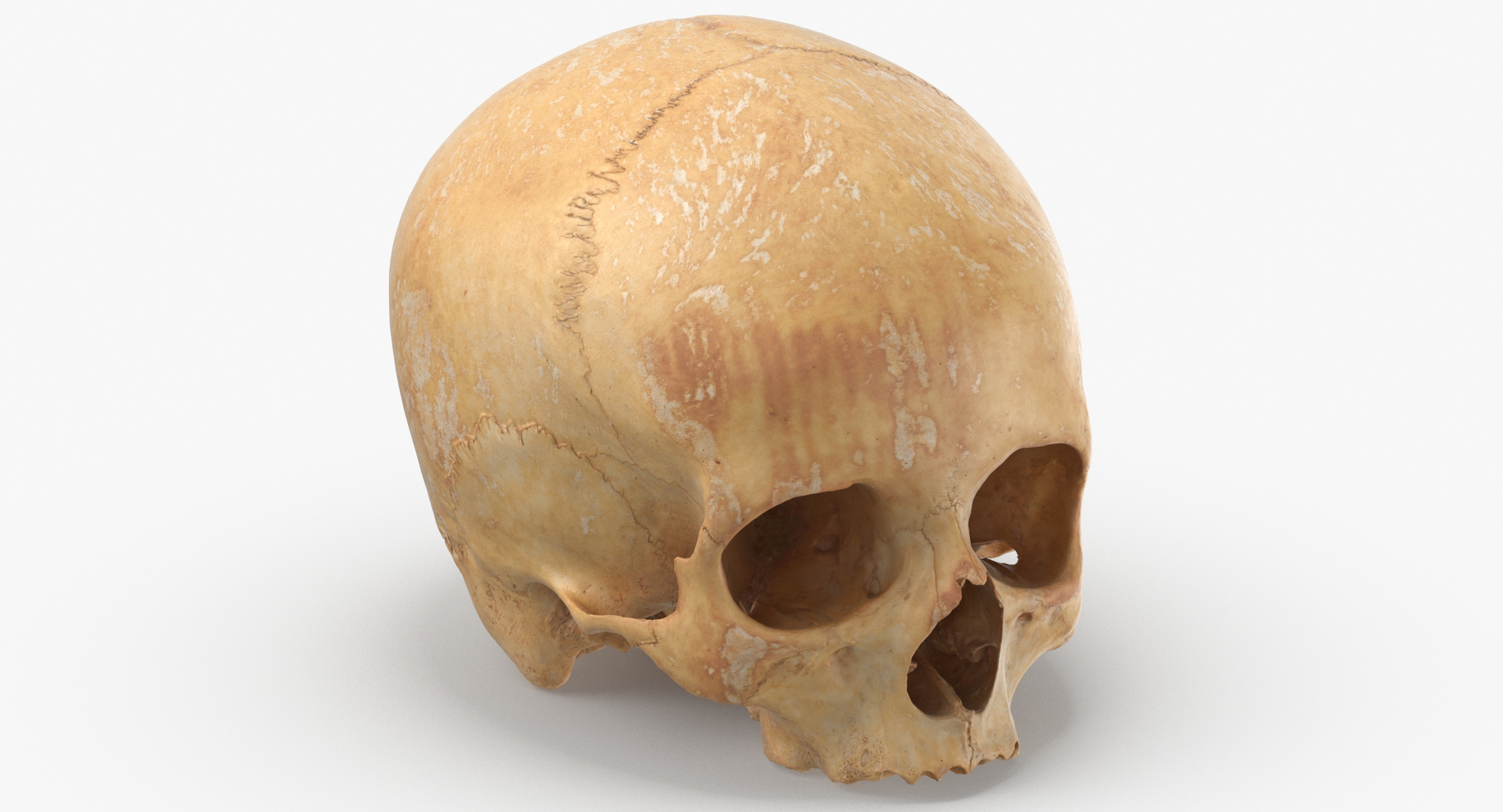 Human Skulls Collection 02 White and Yellow - 24 models 3D https://p.turbosquid.com/ts-thumb/Jg/W3abjh/52/0020/jpg/1569923666/1920x1080/turn_fit_q99/ea8361cc1d03058d33654469f6fcc9e5de198706/0020-1.jpg