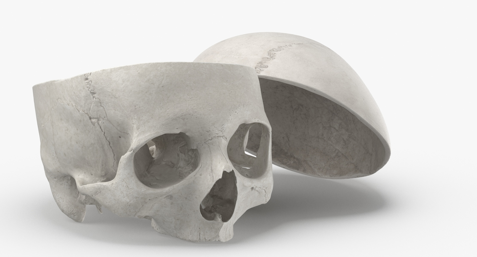 Human Skulls Collection 02 White and Yellow - 24 models 3D https://p.turbosquid.com/ts-thumb/Jg/W3abjh/6H/0000/jpg/1588235690/1920x1080/turn_fit_q99/0ee665c6b303581247390b79f9c4ecb2775837b0/0000-1.jpg