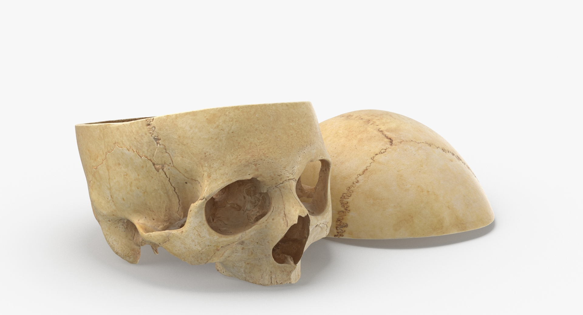 Human Skulls Collection 02 White and Yellow - 24 models 3D https://p.turbosquid.com/ts-thumb/Jg/W3abjh/8W/0000/jpg/1591355498/1920x1080/turn_fit_q99/6a8f4ab06e2452dd60c62bb49a9239c12ec933f0/0000-1.jpg