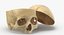 Kolekcja Human Skulls 02 Biało-żółta - 24 modele