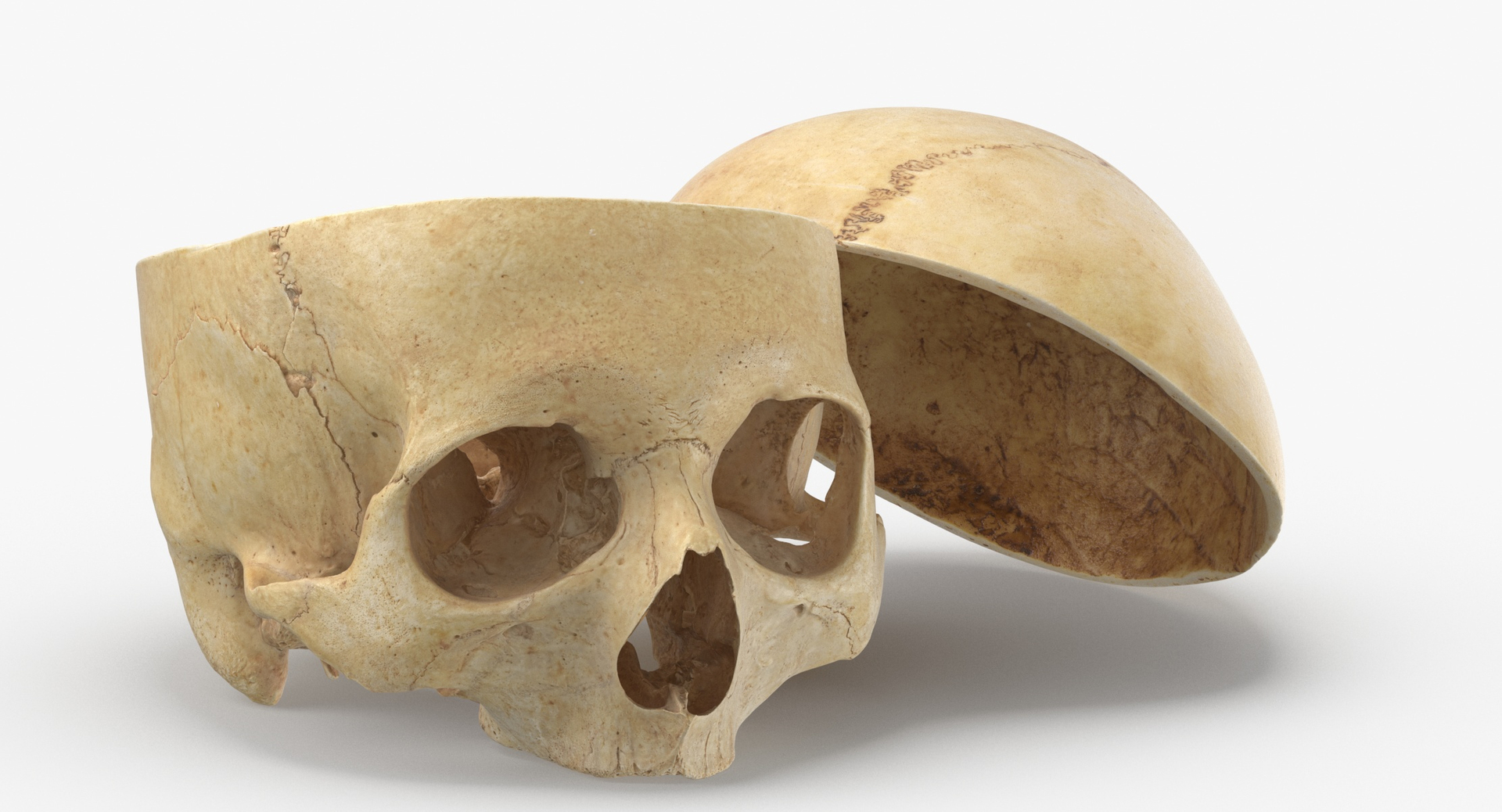 Human Skulls Collection 02 White and Yellow - 24 models 3D https://p.turbosquid.com/ts-thumb/Jg/W3abjh/9b/0000/jpg/1591352350/1920x1080/turn_fit_q99/73df2a72ec877e354af834b8fab23c9d3ecb3f0f/0000-1.jpg