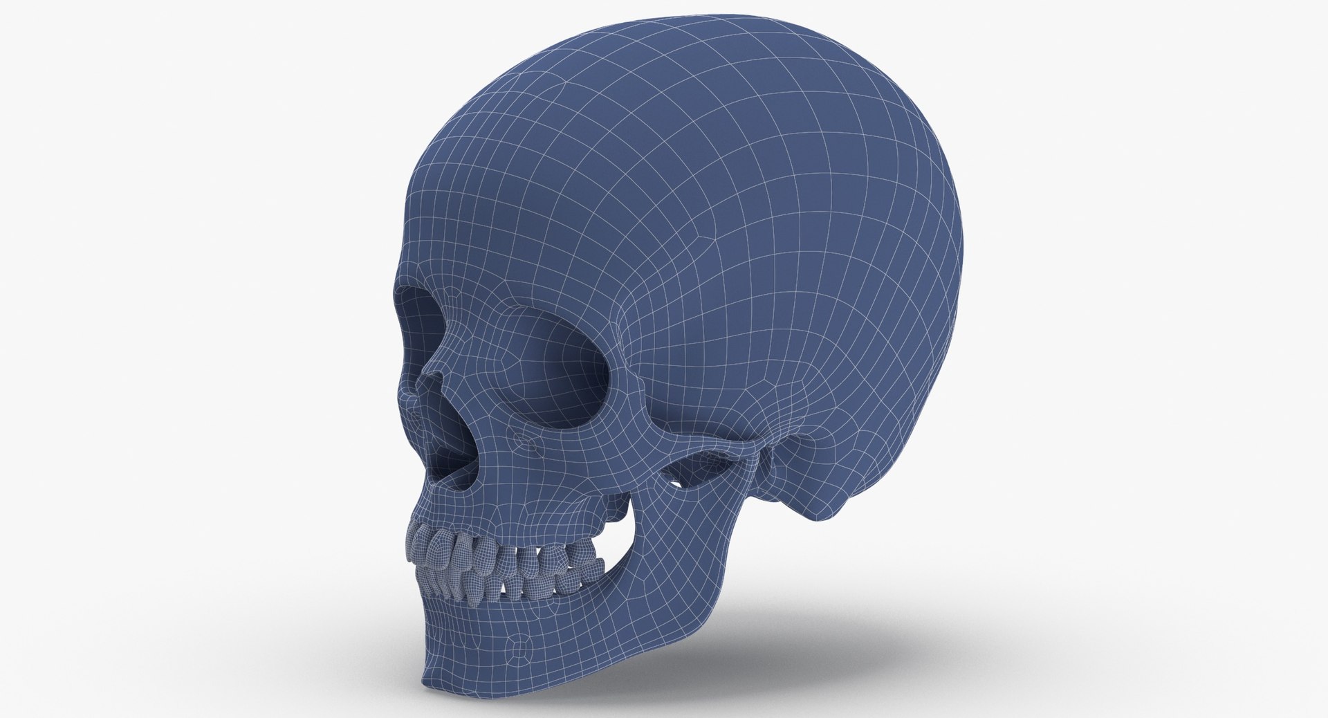 Human Skulls Collection 02 White and Yellow - 24 models 3D https://p.turbosquid.com/ts-thumb/Jg/W3abjh/Ak/human_woman_skull_cranial_01_with_teeth_white_wireframe_0004/jpg/1623669417/1920x1080/fit_q87/13edbac3cec2b8af3793fa54fd9e275c515b764e/human_woman_skull_cranial_01_with_teeth_white_wireframe_0004.jpg