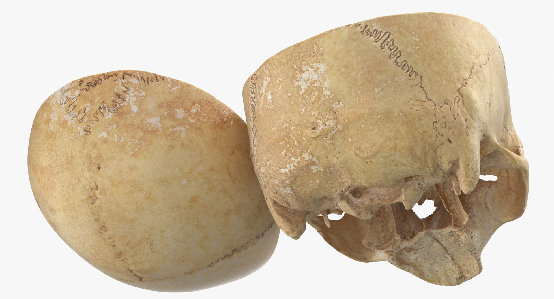 Human Skulls Collection 02 White and Yellow - 24 models 3D https://p.turbosquid.com/ts-thumb/Jg/W3abjh/BK/human_skull_cranial_02_cut_with_piece_pose_03_thumbnail_0010/jpg/1623668912/1920x1080/fit_q87/b80ea70f108e25931a7f21ee21a7571610fb36f9/human_skull_cranial_02_cut_with_piece_pose_03_thumbnail_0010.jpg