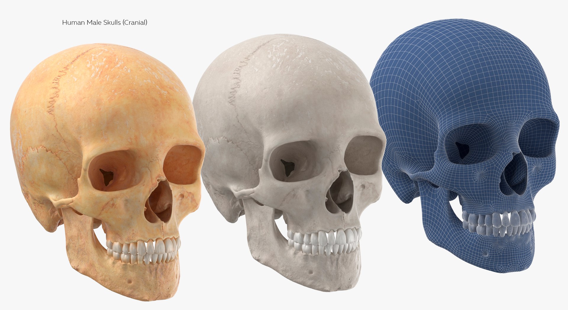 Human Skulls Collection 02 White and Yellow - 24 models 3D https://p.turbosquid.com/ts-thumb/Jg/W3abjh/C8/28/jpg/1623668746/1920x1080/fit_q87/2b9865c6c7a97bea521d79ab78bfff00de291c46/28.jpg