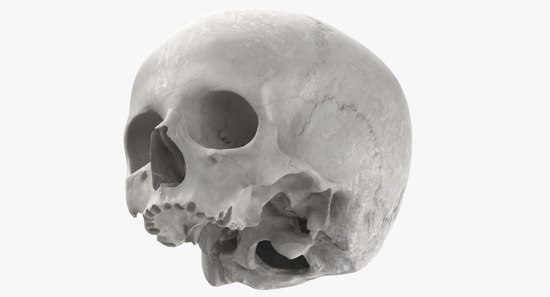 Human Skulls Collection 02 White and Yellow - 24 models 3D https://p.turbosquid.com/ts-thumb/Jg/W3abjh/CY/human_skull_cranial_01_white_thumbnail_0008/jpg/1623668865/1920x1080/fit_q87/5bc08b3a089f72aebd45ff429f8cd818a01ab97c/human_skull_cranial_01_white_thumbnail_0008.jpg