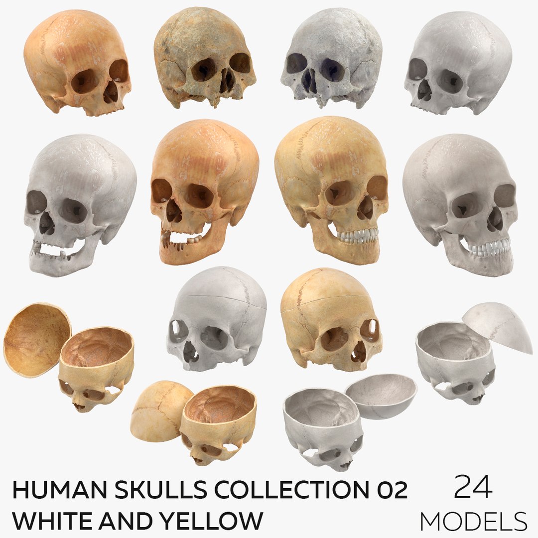 Human Skulls Collection 02 White and Yellow - 24 models 3D https://p.turbosquid.com/ts-thumb/Jg/W3abjh/DZ/square/jpg/1623668724/1920x1080/fit_q87/04660dbad03857f14a8d1b24d40f80350c3e55fc/square.jpg