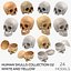 Kolekcja Human Skulls 02 Biało-żółta - 24 modele