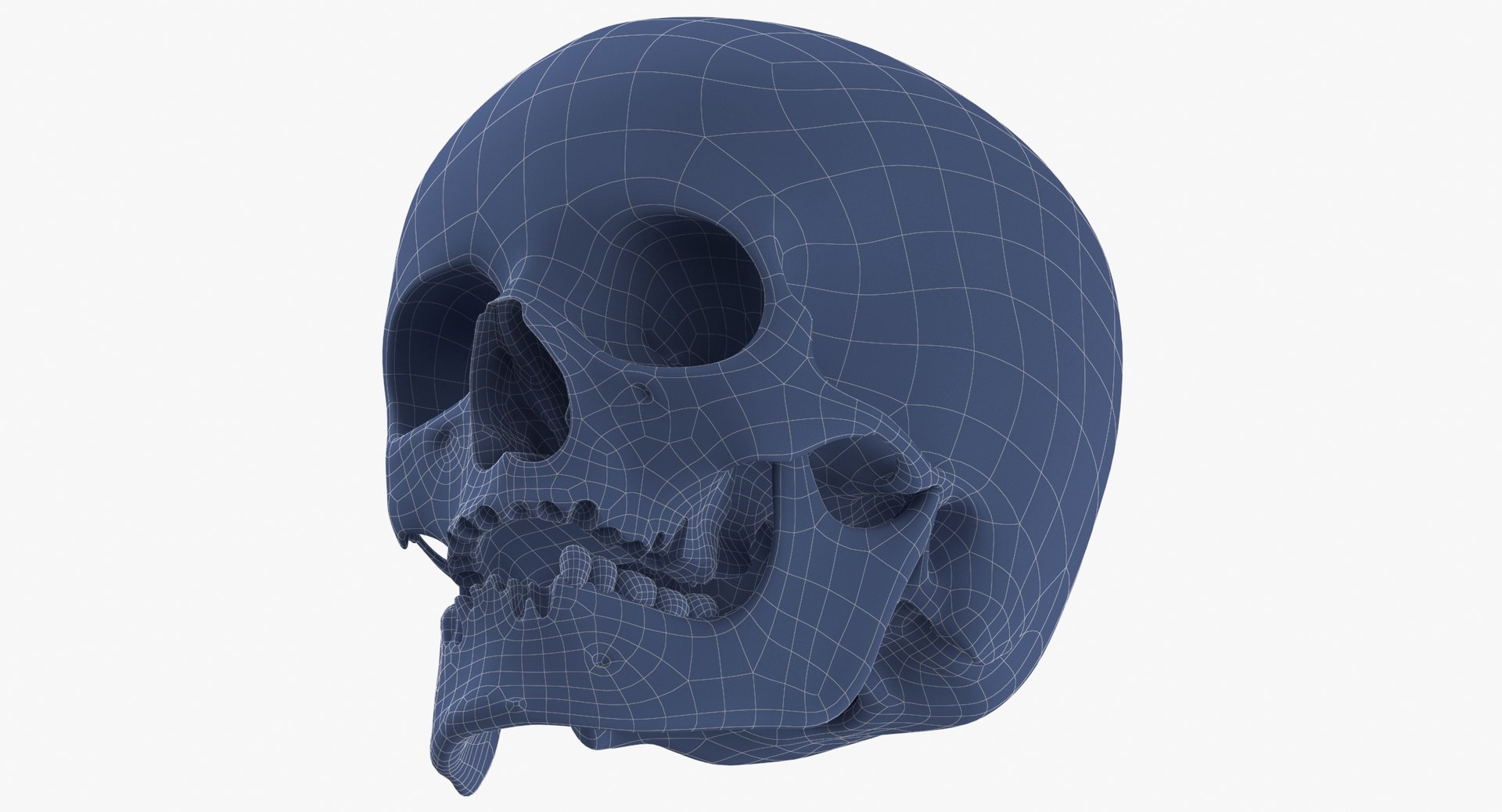 Human Skulls Collection 02 White and Yellow - 24 models 3D https://p.turbosquid.com/ts-thumb/Jg/W3abjh/Ej/human_female_skull_damaged_02_wireframe_0008/jpg/1623669423/1920x1080/fit_q87/e80c72597ec9b790429e3d1161f307bd612f3033/human_female_skull_damaged_02_wireframe_0008.jpg