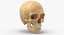 Kolekcja Human Skulls 02 Biało-żółta - 24 modele