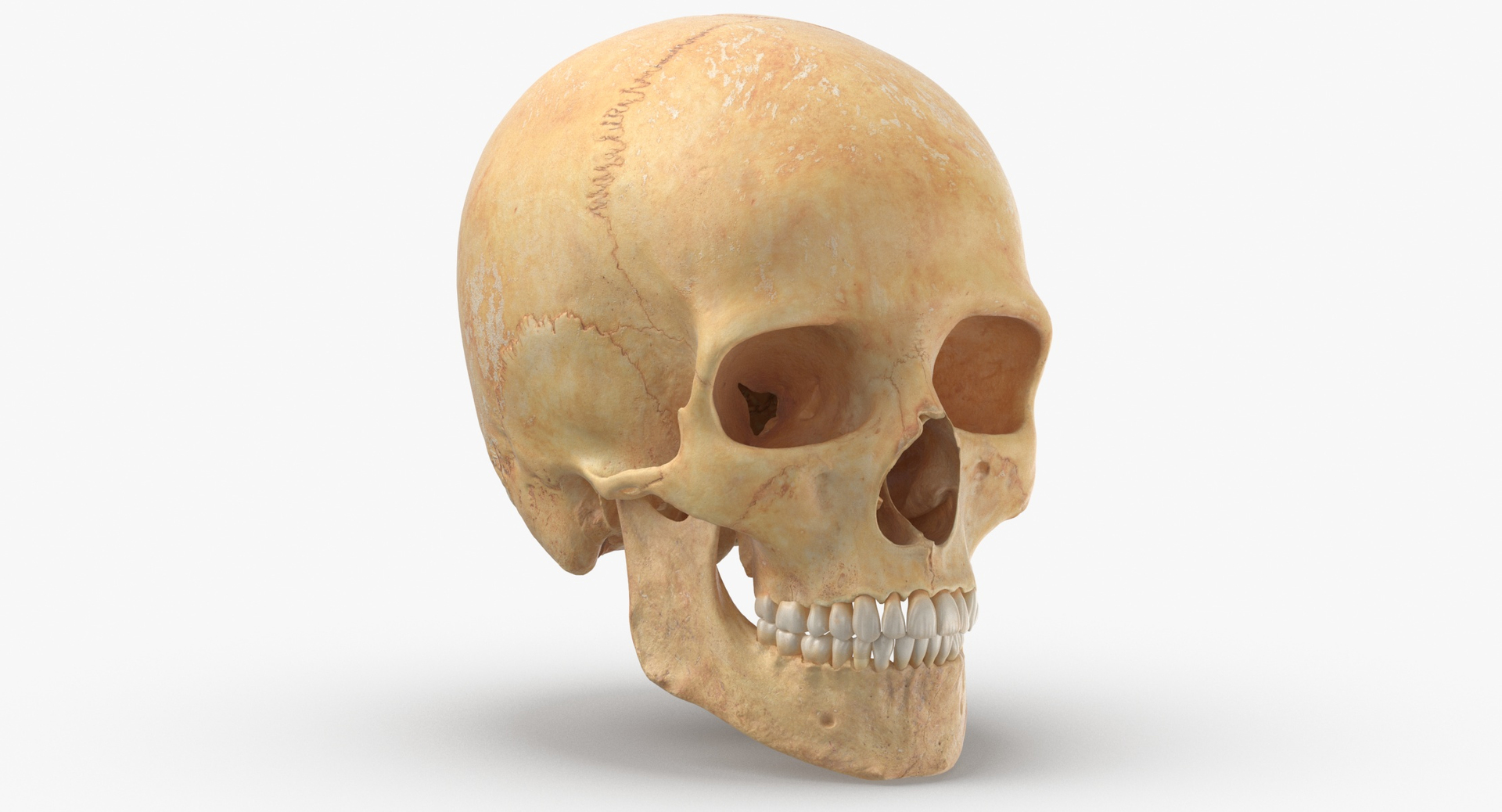 Human Skulls Collection 02 White and Yellow - 24 models 3D https://p.turbosquid.com/ts-thumb/Jg/W3abjh/HB/0000/jpg/1600081800/1920x1080/turn_fit_q99/2476ebbbb154ac8e36df10c5885afa43c505e00d/0000-1.jpg