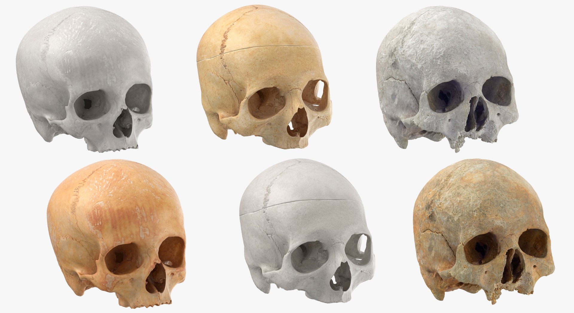 Human Skulls Collection 02 White and Yellow - 24 models 3D https://p.turbosquid.com/ts-thumb/Jg/W3abjh/IT/22/jpg/1623668746/1920x1080/fit_q87/af4835dbf4bfff05f6ea879eb0809f8f639bb528/22.jpg