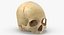 Kolekcja Human Skulls 02 Biało-żółta - 24 modele