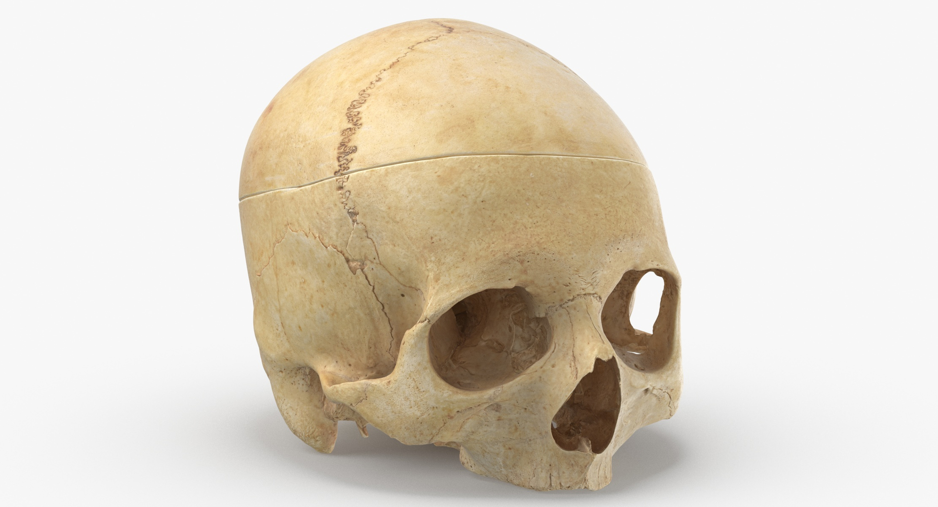 Human Skulls Collection 02 White and Yellow - 24 models 3D https://p.turbosquid.com/ts-thumb/Jg/W3abjh/IW/0000/jpg/1591704851/1920x1080/turn_fit_q99/e63f1e89a56cf06064004bc22e362d9e7d832492/0000-1.jpg