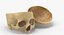 Kolekcja Human Skulls 02 Biało-żółta - 24 modele