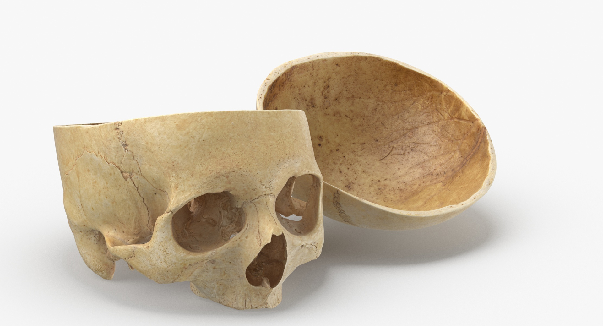 Human Skulls Collection 02 White and Yellow - 24 models 3D https://p.turbosquid.com/ts-thumb/Jg/W3abjh/Jr/0000/jpg/1591097267/1920x1080/turn_fit_q99/07b93c3e90ed9997df1dec5ab1d9cfc8f8798167/0000-1.jpg