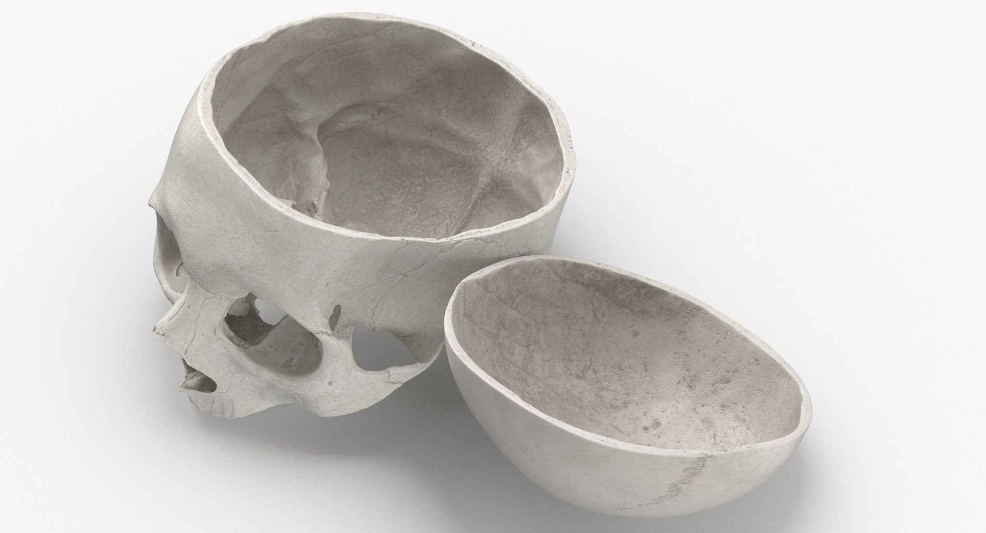 Human Skulls Collection 02 White and Yellow - 24 models 3D https://p.turbosquid.com/ts-thumb/Jg/W3abjh/LZ/human_skull_cranial_02_cut_with_piece_white_pose_thumbnail_0004/jpg/1623668897/1920x1080/fit_q87/337458b1b63b9b81ebc4692d466333c13b0659f8/human_skull_cranial_02_cut_with_piece_white_pose_thumbnail_0004.jpg
