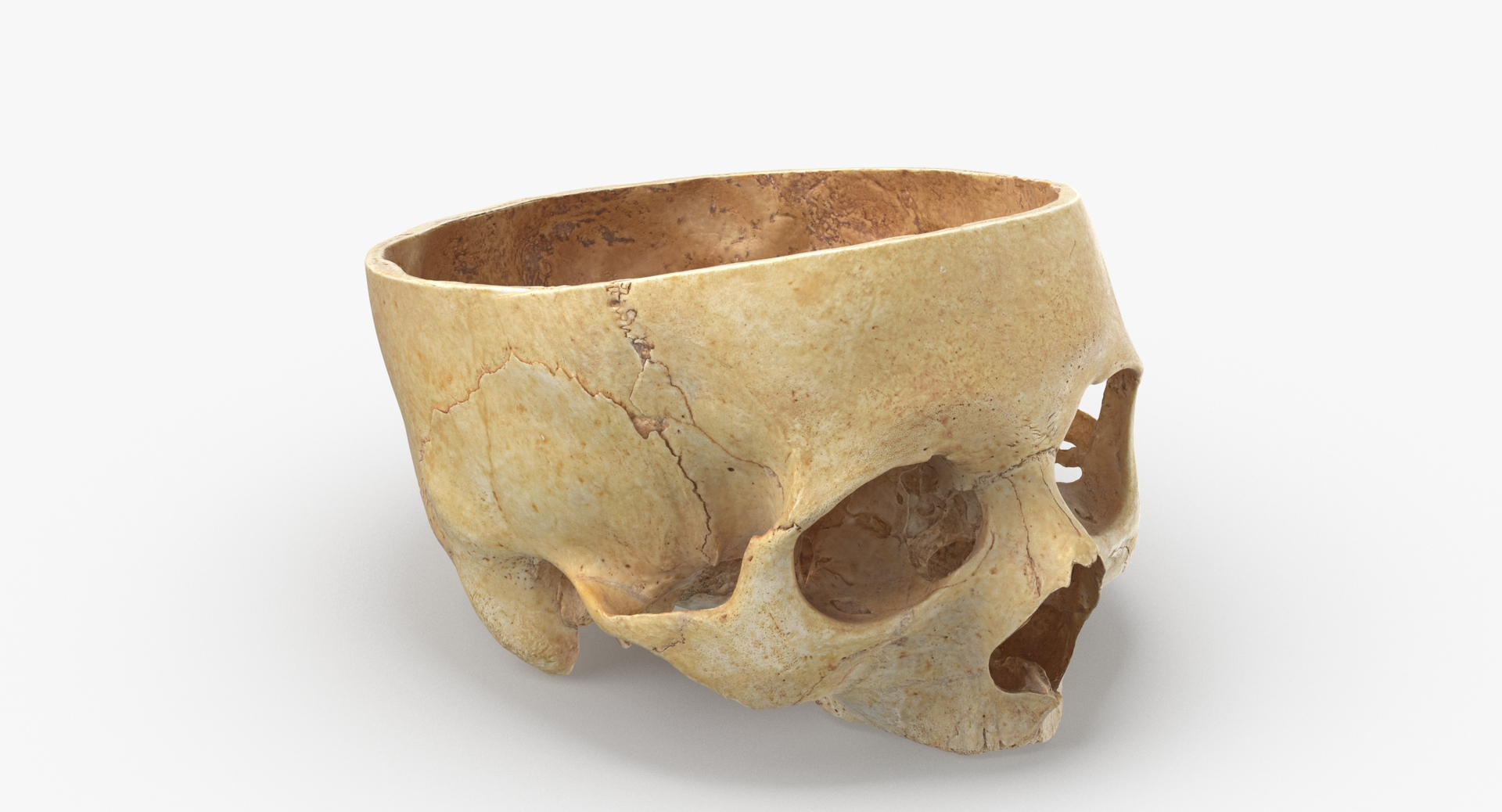 Human Skulls Collection 02 White and Yellow - 24 models 3D https://p.turbosquid.com/ts-thumb/Jg/W3abjh/N2/0000/jpg/1586937355/1920x1080/turn_fit_q99/f0cecda3c6da439416b237042dbdc0460c13455b/0000-1.jpg