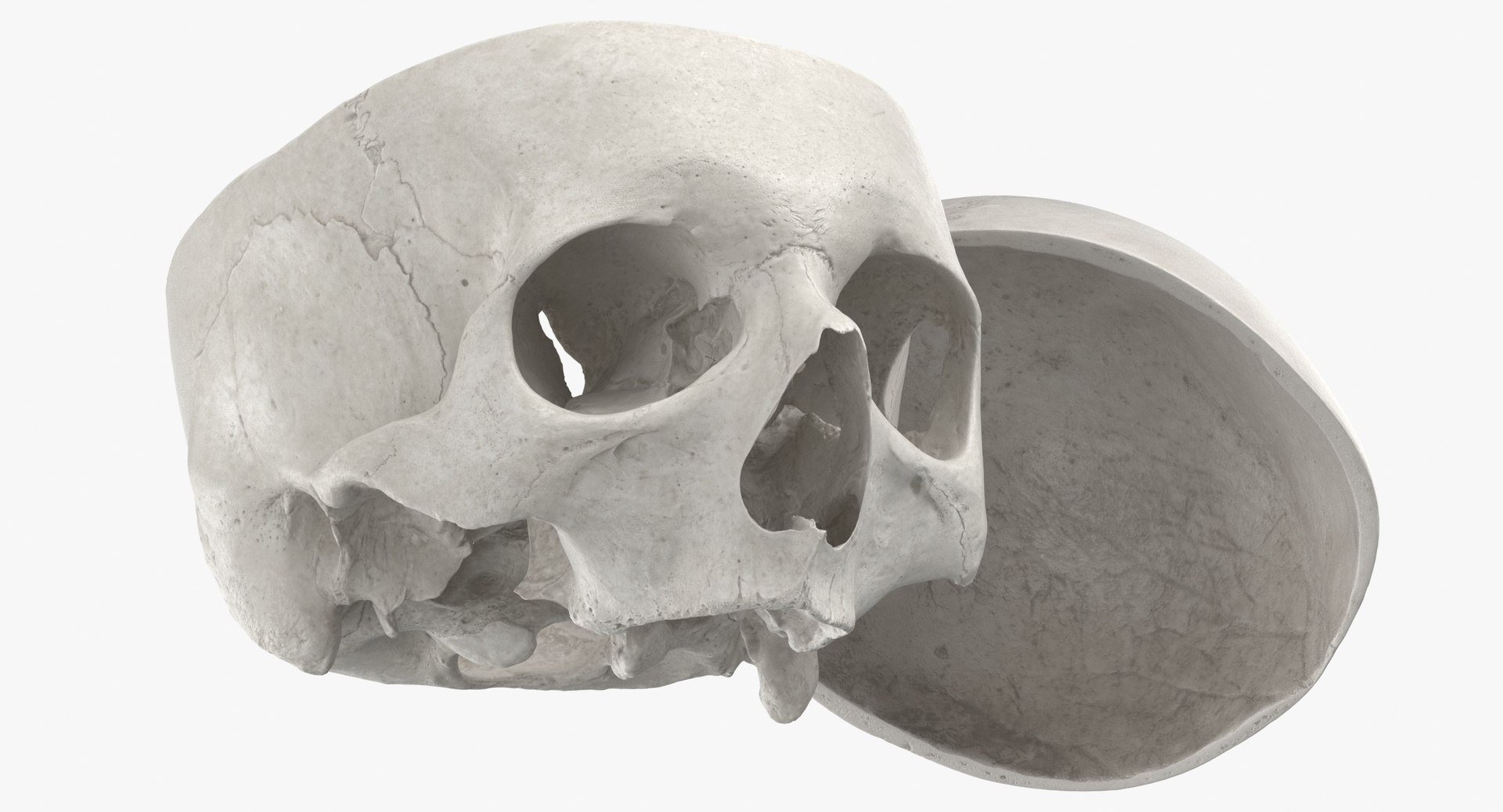 Human Skulls Collection 02 White and Yellow - 24 models 3D https://p.turbosquid.com/ts-thumb/Jg/W3abjh/Of/human_skull_cranial_02_cut_with_piece_white_pose_02_thumbnail_0009/jpg/1623668904/1920x1080/fit_q87/17524e3edd3b29e17c8dca8c40d1ff415ea8487c/human_skull_cranial_02_cut_with_piece_white_pose_02_thumbnail_0009.jpg