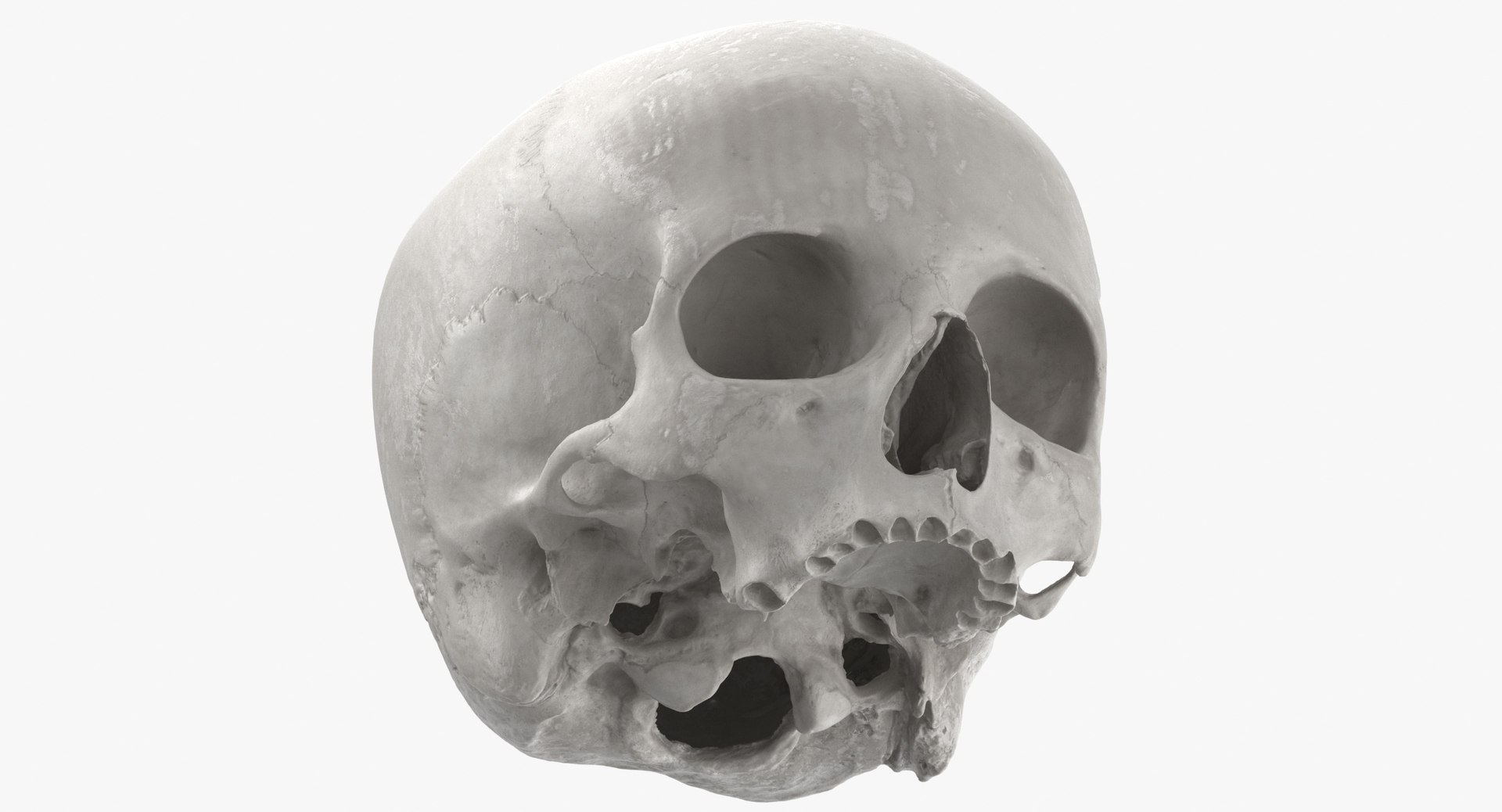Human Skulls Collection 02 White and Yellow - 24 models 3D https://p.turbosquid.com/ts-thumb/Jg/W3abjh/Ow/human_skull_cranial_01_white_thumbnail_0007/jpg/1623668866/1920x1080/fit_q87/7529ff187c0eecda54df6341517823ef2ec175f8/human_skull_cranial_01_white_thumbnail_0007.jpg