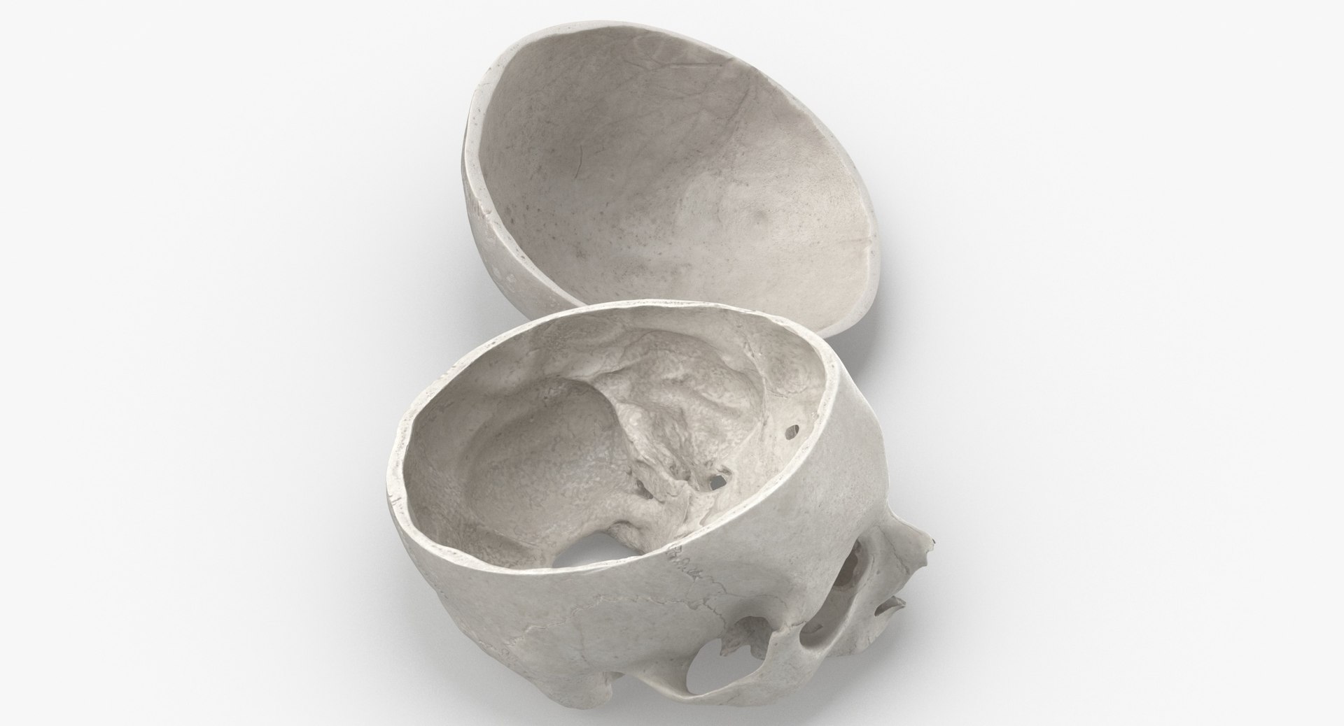 Human Skulls Collection 02 White and Yellow - 24 models 3D https://p.turbosquid.com/ts-thumb/Jg/W3abjh/Pi/human_skull_cranial_02_cut_with_piece_white_pose_03_thumbnail_0003/jpg/1623668886/1920x1080/fit_q87/ce5204dca653884a52d6e1d17b5046b8767f66a6/human_skull_cranial_02_cut_with_piece_white_pose_03_thumbnail_0003.jpg