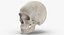 Kolekcja Human Skulls 02 Biało-żółta - 24 modele