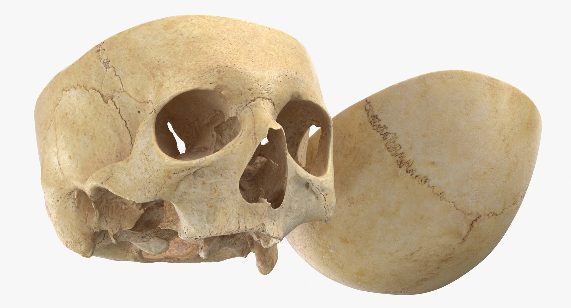 Human Skulls Collection 02 White and Yellow - 24 models 3D https://p.turbosquid.com/ts-thumb/Jg/W3abjh/SR/human_skull_cranial_02_cut_with_piece_pose_01_thumbnail_0009/jpg/1623668903/1920x1080/fit_q87/a0691bdadde97535e70adc238d0f9ba14944af91/human_skull_cranial_02_cut_with_piece_pose_01_thumbnail_0009.jpg