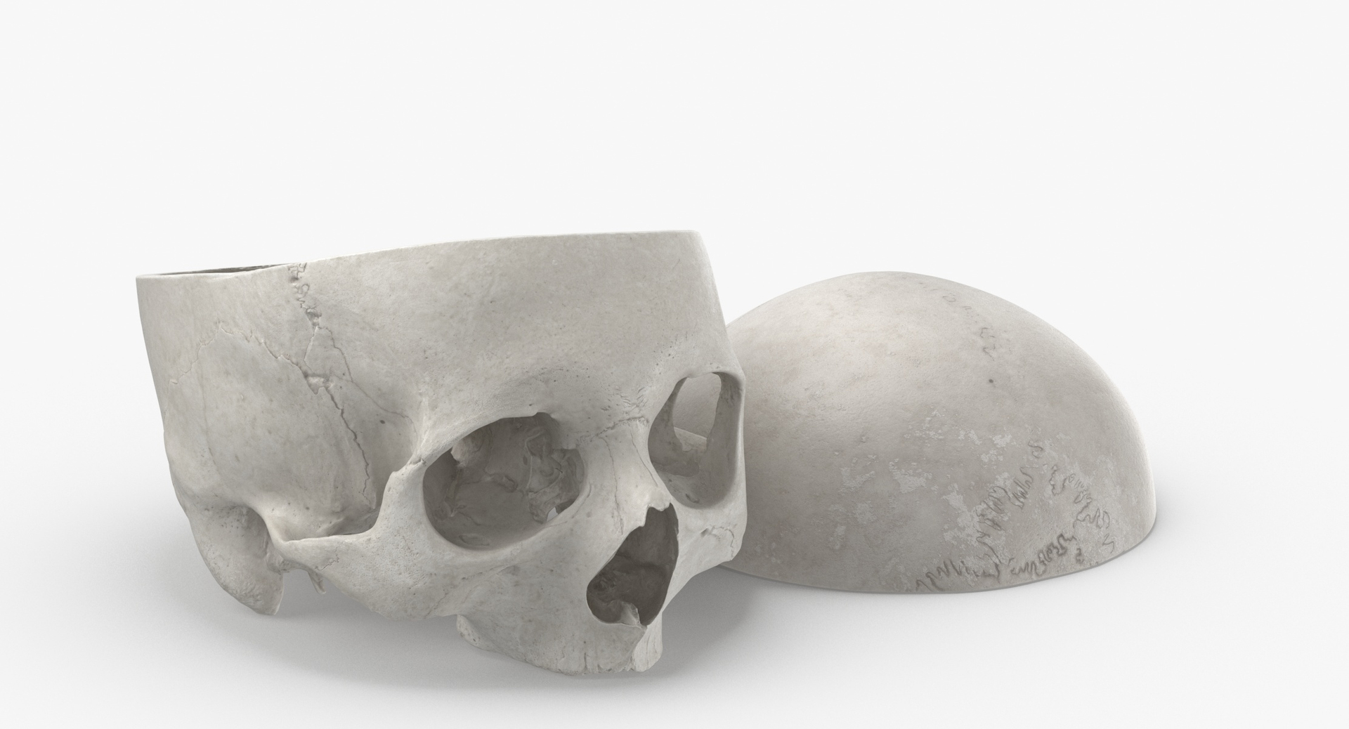 Human Skulls Collection 02 White and Yellow - 24 models 3D https://p.turbosquid.com/ts-thumb/Jg/W3abjh/U6/0000/jpg/1588936098/1920x1080/turn_fit_q99/f404cd2c24db8841e4a83aa0ee6263fa3889d881/0000-1.jpg