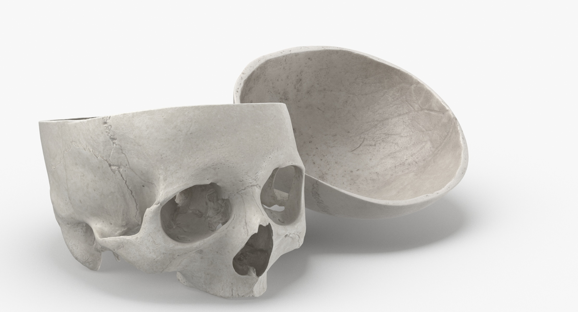 Human Skulls Collection 02 White and Yellow - 24 models 3D https://p.turbosquid.com/ts-thumb/Jg/W3abjh/WQ/0000/jpg/1588947426/1920x1080/turn_fit_q99/9980f1f387f3275a788ec9f92dc5df208b240927/0000-1.jpg