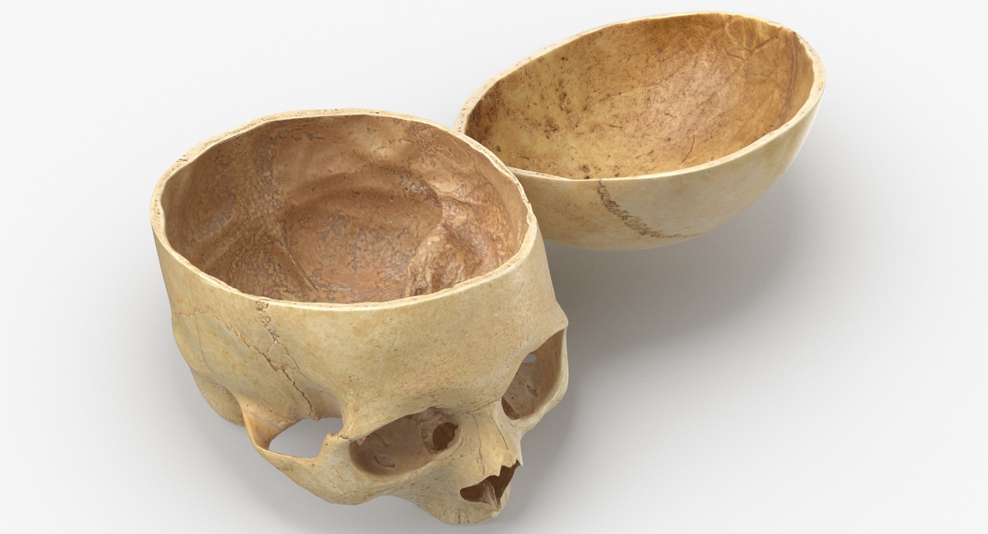 Human Skulls Collection 02 White and Yellow - 24 models 3D https://p.turbosquid.com/ts-thumb/Jg/W3abjh/WX/human_skull_cranial_02_cut_with_piece_pose_01_thumbnail_0002/jpg/1623668902/1920x1080/fit_q87/dc37e90975dbb461d0ed31397131dc8bacf64f0b/human_skull_cranial_02_cut_with_piece_pose_01_thumbnail_0002.jpg