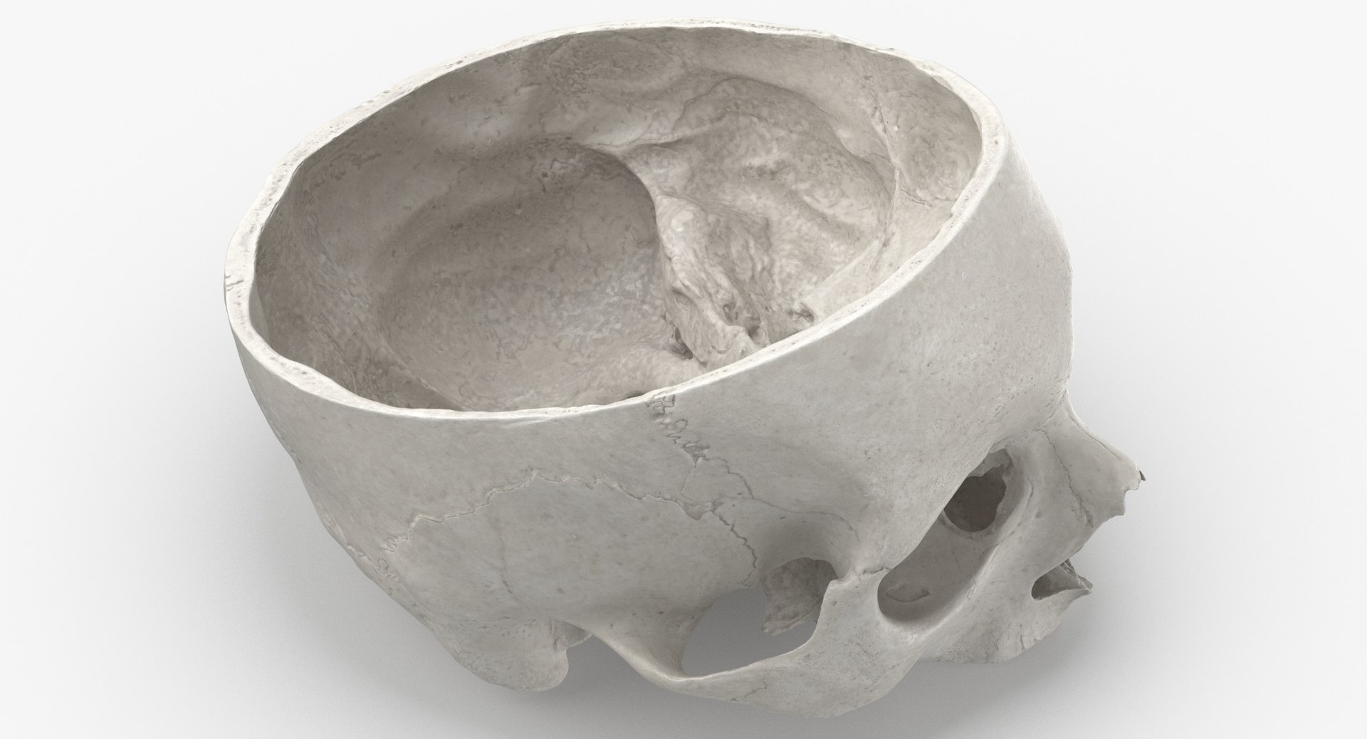 Human Skulls Collection 02 White and Yellow - 24 models 3D https://p.turbosquid.com/ts-thumb/Jg/W3abjh/bX/human_skull_cranial_02_cut_white_thumbnail_0003/jpg/1623668890/1920x1080/fit_q87/ece3569804bbaceba344586801be98c7f3ed1a4b/human_skull_cranial_02_cut_white_thumbnail_0003.jpg