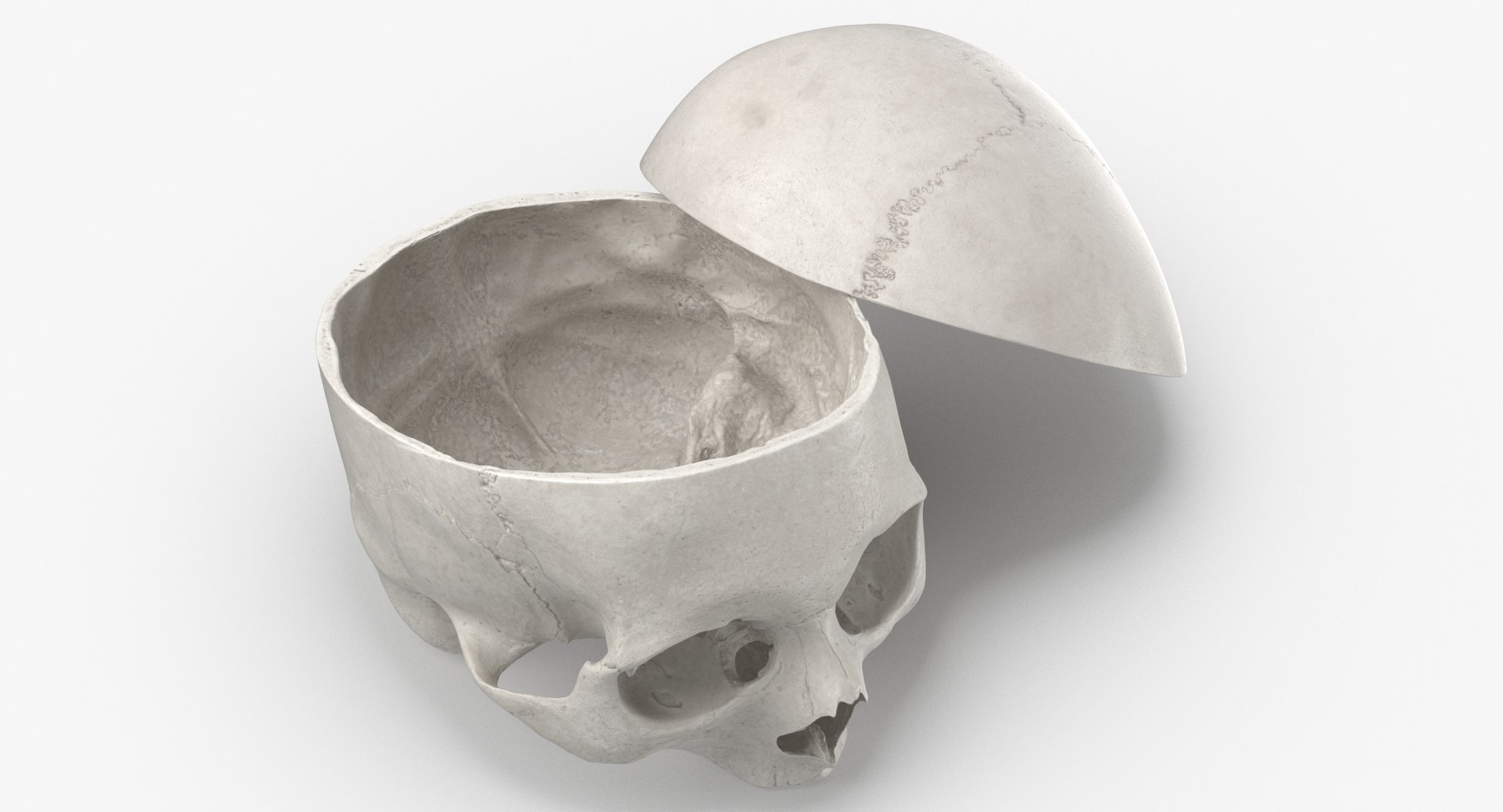 Human Skulls Collection 02 White and Yellow - 24 models 3D https://p.turbosquid.com/ts-thumb/Jg/W3abjh/ez/human_skull_cranial_02_cut_with_piece_white_pose_02_thumbnail_0002/jpg/1623668896/1920x1080/fit_q87/de934f075e356fe378f9ce966247fb11c10b79ec/human_skull_cranial_02_cut_with_piece_white_pose_02_thumbnail_0002.jpg