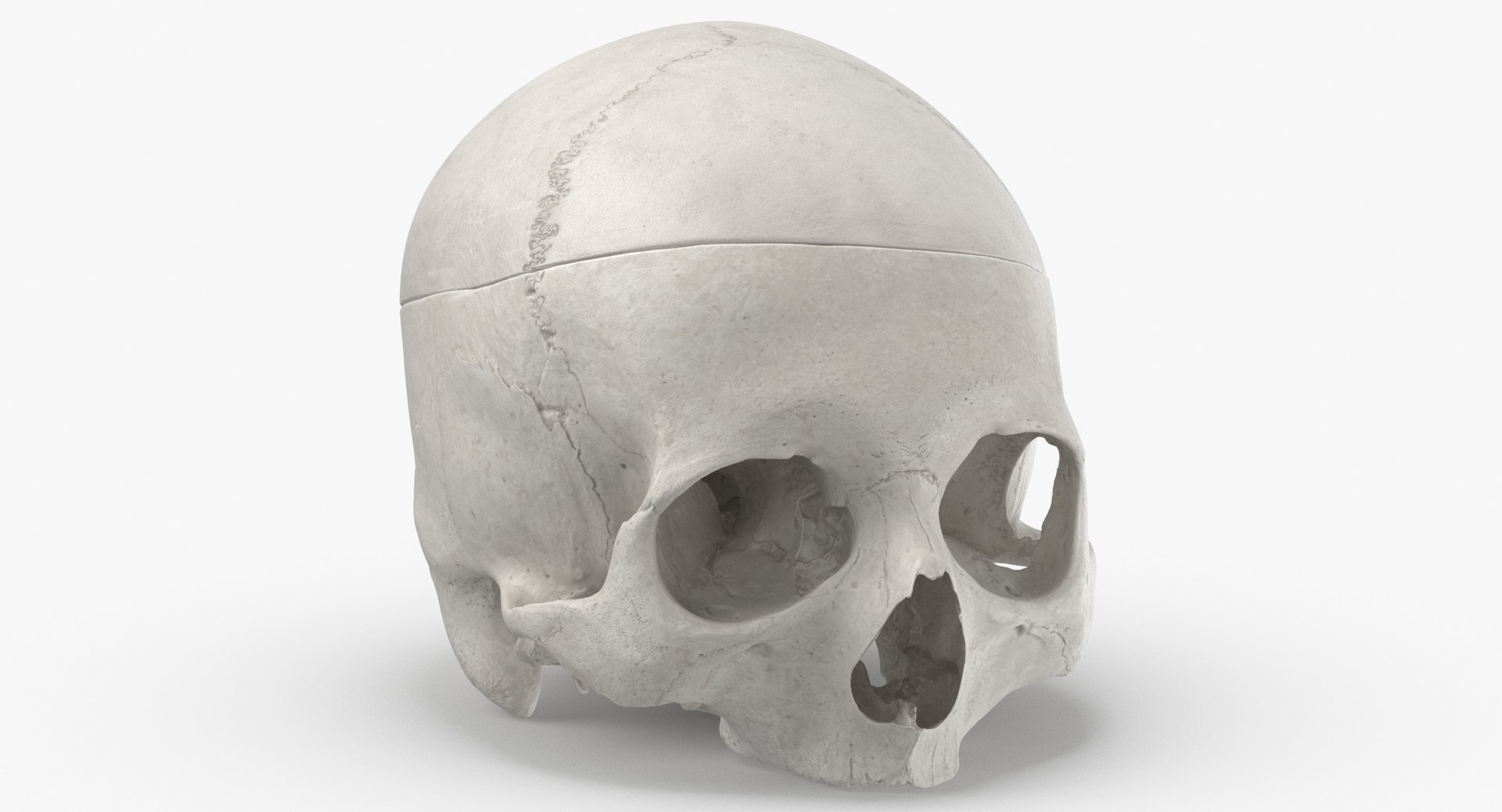 Human Skulls Collection 02 White and Yellow - 24 models 3D https://p.turbosquid.com/ts-thumb/Jg/W3abjh/gA/human_skull_cranial_02_cut_with_piece_white_thumbnail_0002/jpg/1623668898/1920x1080/fit_q87/cd6ffc19332c2a08e82a29baeb7b00c5ad76bcde/human_skull_cranial_02_cut_with_piece_white_thumbnail_0002.jpg