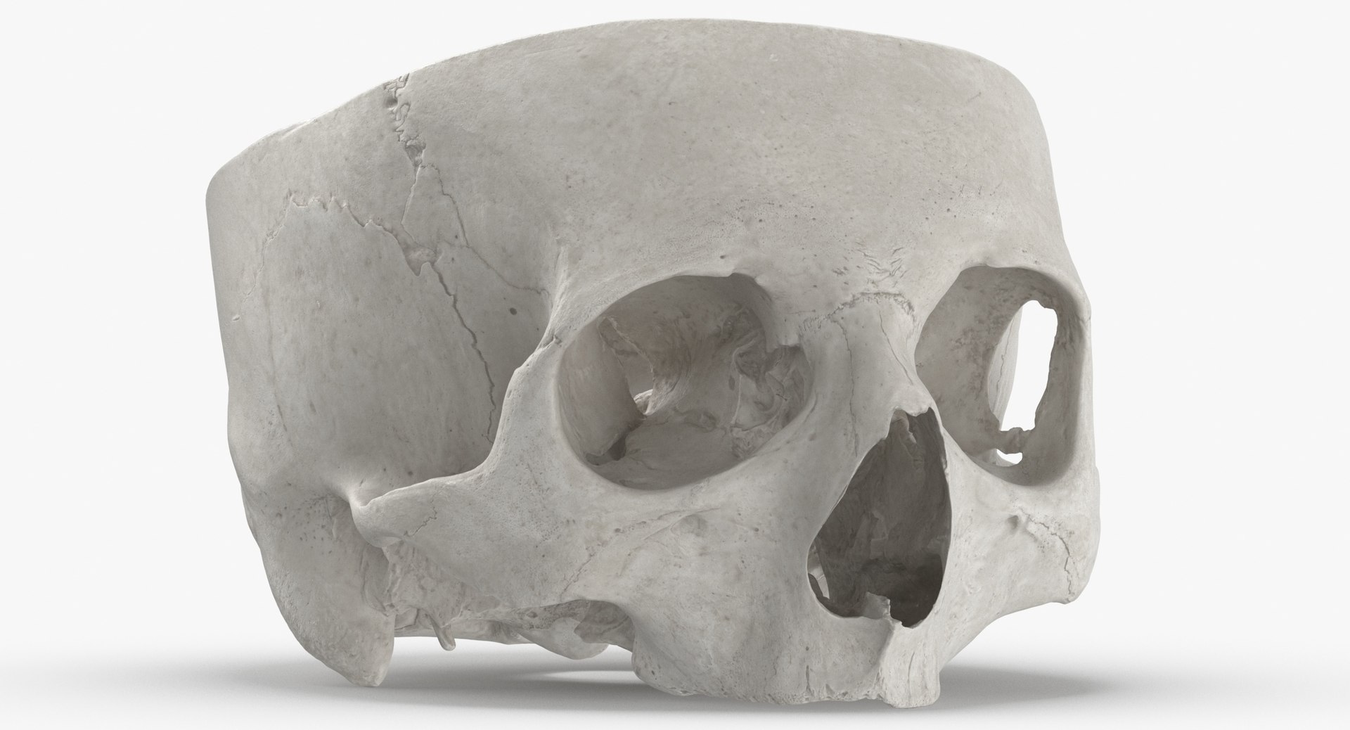 Human Skulls Collection 02 White and Yellow - 24 models 3D https://p.turbosquid.com/ts-thumb/Jg/W3abjh/hA/human_skull_cranial_02_cut_white_thumbnail_0006/jpg/1623668878/1920x1080/fit_q87/8873695b5ae79b869b1b209cc399fa6d4f7d04d0/human_skull_cranial_02_cut_white_thumbnail_0006.jpg