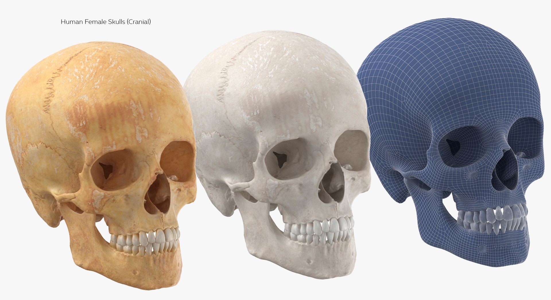 Human Skulls Collection 02 White and Yellow - 24 models 3D https://p.turbosquid.com/ts-thumb/Jg/W3abjh/kJ/27/jpg/1623668746/1920x1080/fit_q87/18c89723ab75f4f6c898e0f0c7f3dd7ce9dd5cb4/27.jpg