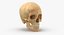 Kolekcja Human Skulls 02 Biało-żółta - 24 modele