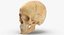 Kolekcja Human Skulls 02 Biało-żółta - 24 modele