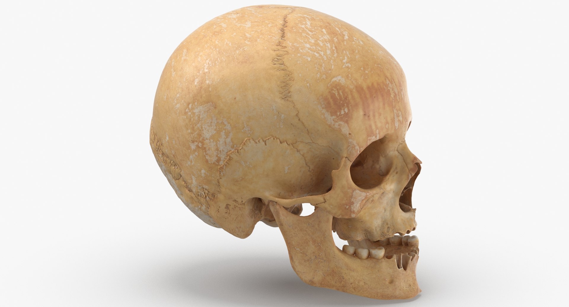 Human Skulls Collection 02 White and Yellow - 24 models 3D https://p.turbosquid.com/ts-thumb/Jg/W3abjh/oN/human_female_skull_damaged_02_thumbnail_0003/jpg/1623668913/1920x1080/fit_q87/d5182b8005061c078bde58d59435bb2f6a9d3f56/human_female_skull_damaged_02_thumbnail_0003.jpg