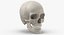 Kolekcja Human Skulls 02 Biało-żółta - 24 modele