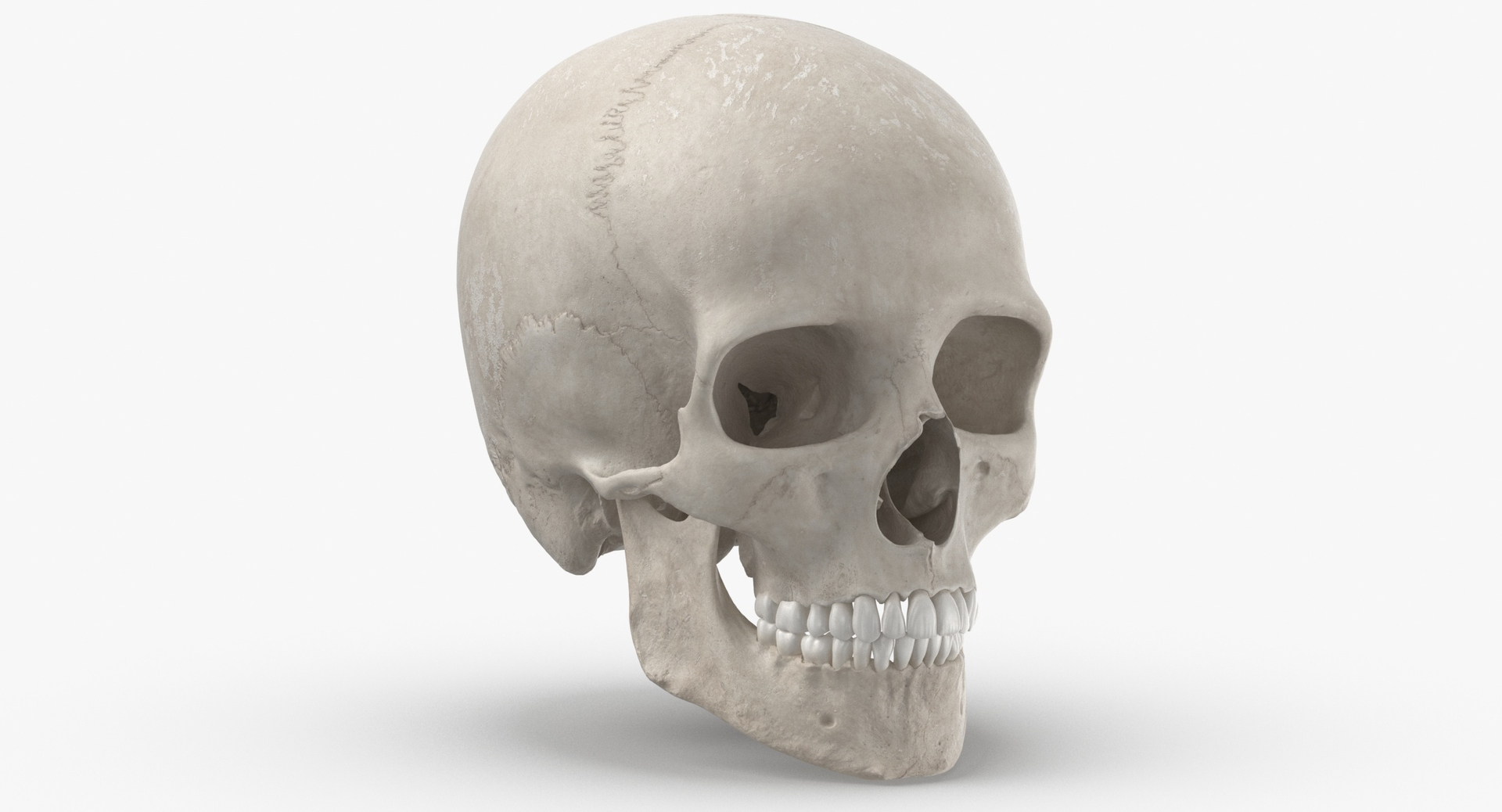 Human Skulls Collection 02 White and Yellow - 24 models 3D https://p.turbosquid.com/ts-thumb/Jg/W3abjh/rS/0000/jpg/1610113805/1920x1080/turn_fit_q99/5ba02d864bb8710946b7dba4ab7efe37dc12c30d/0000-1.jpg