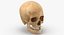Kolekcja Human Skulls 02 Biało-żółta - 24 modele
