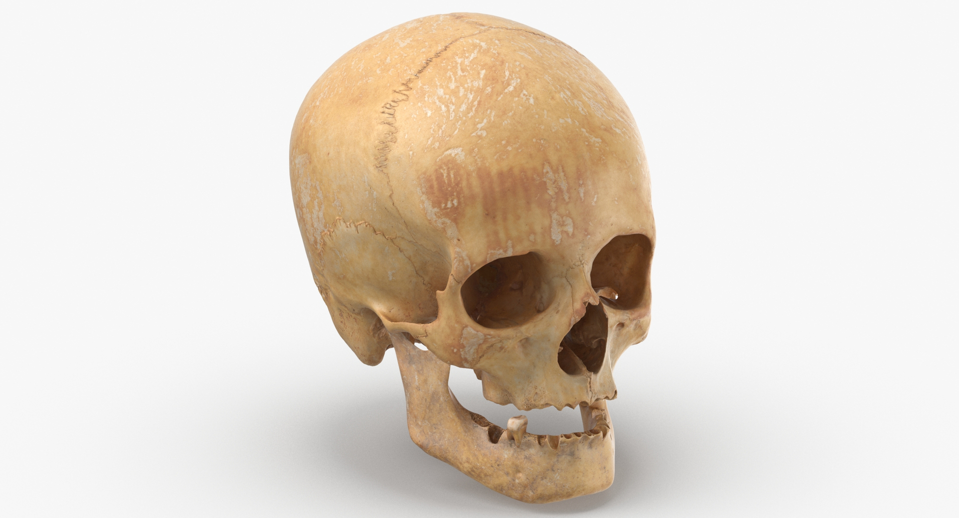 Human Skulls Collection 02 White and Yellow - 24 models 3D https://p.turbosquid.com/ts-thumb/Jg/W3abjh/tk/0020/jpg/1573142233/1920x1080/turn_fit_q99/5ce74437a5925ce95d99a4360619a3efb3fd5a92/0020-1.jpg