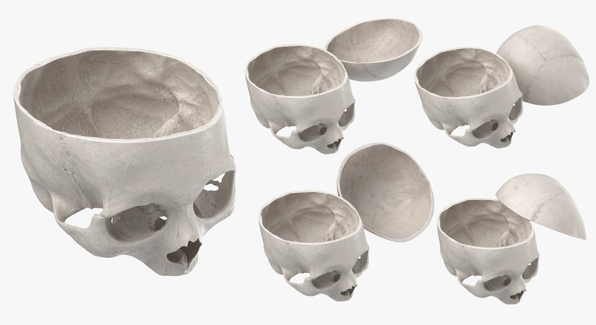 Human Skulls Collection 02 White and Yellow - 24 models 3D https://p.turbosquid.com/ts-thumb/Jg/W3abjh/ul/26/jpg/1623668808/1920x1080/fit_q87/5890f2e5b140a7a6042718b663902e2e3d7de5fd/26.jpg