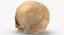 Kolekcja Human Skulls 02 Biało-żółta - 24 modele