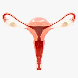 3D oophorectomy