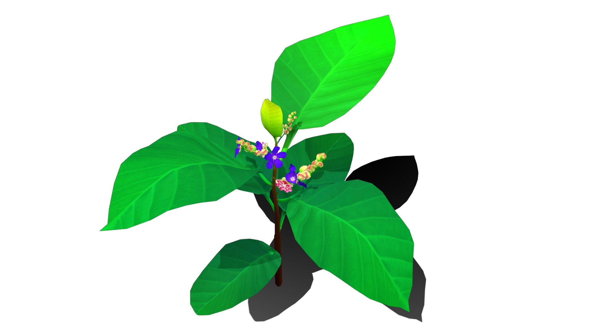 Flower Simpor Model - TurboSquid 2132114