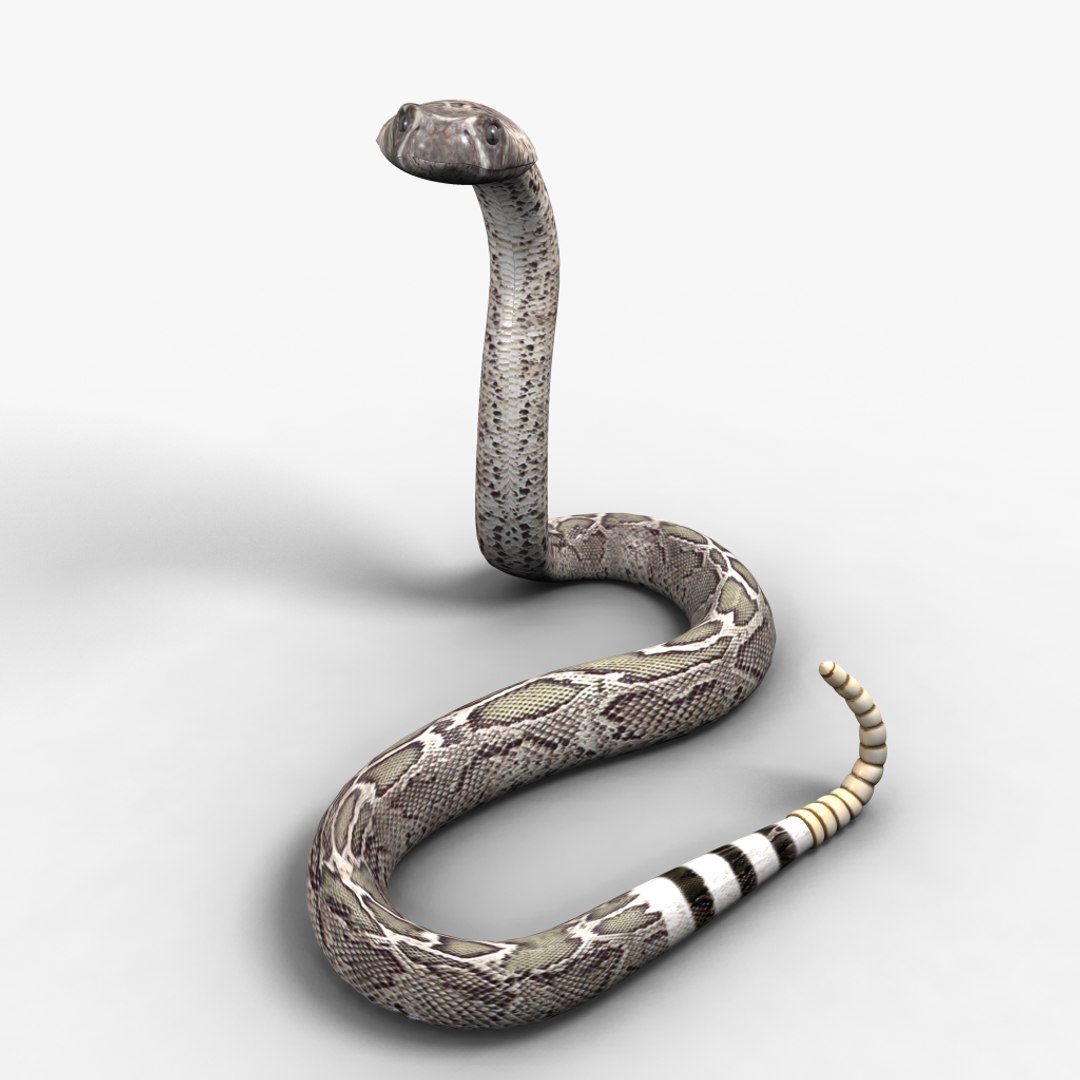 3d Western Diamondback Rattlesnake Rigged Model