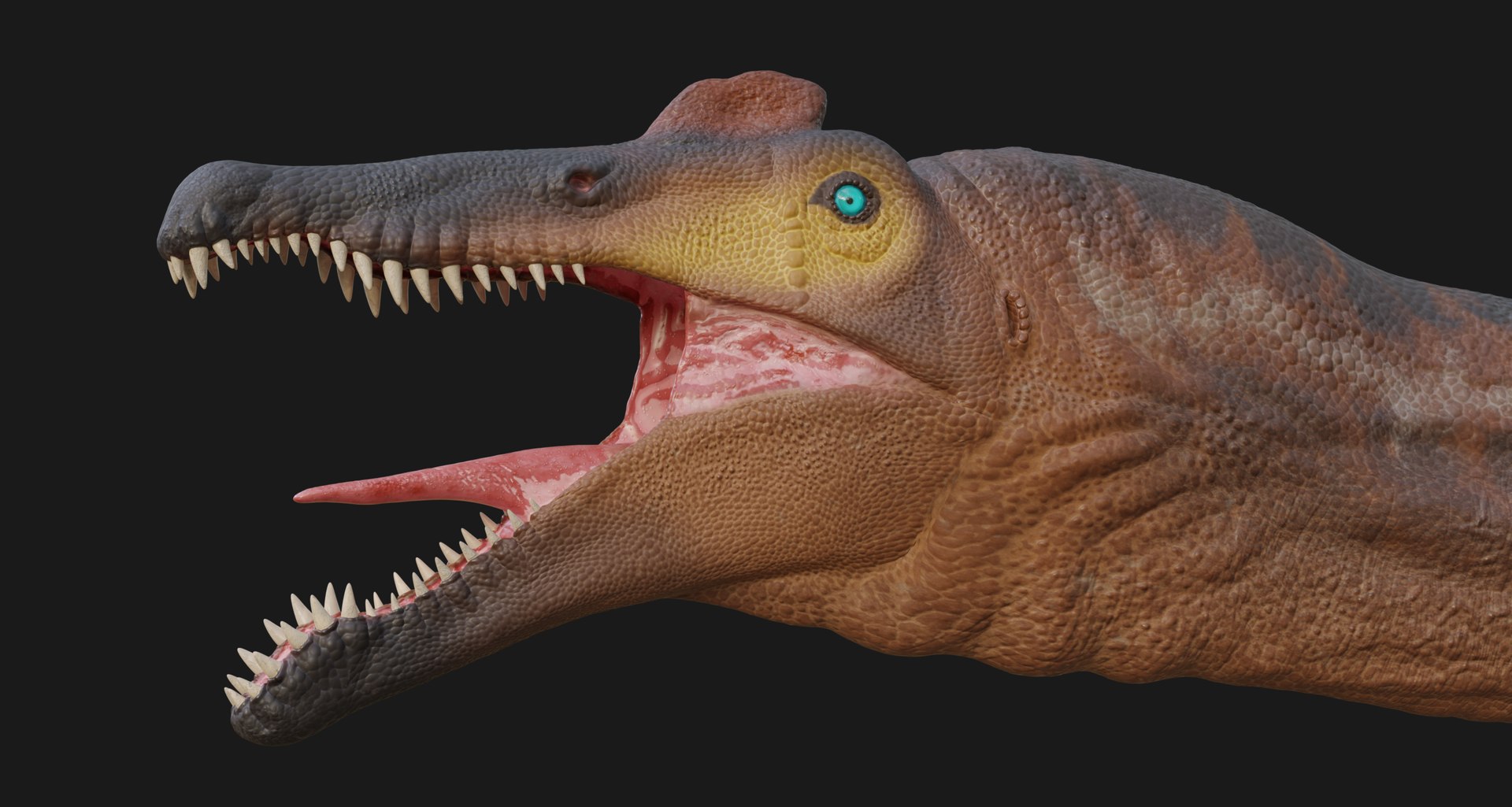 3D Spinosaurus https://p.turbosquid.com/ts-thumb/Jh/2EDKt4/CA/9/png/1739429521/1920x1080/fit_q87/65058bfdd5f678beefaba7b04cfa2faa6c4dd16f/9.jpg