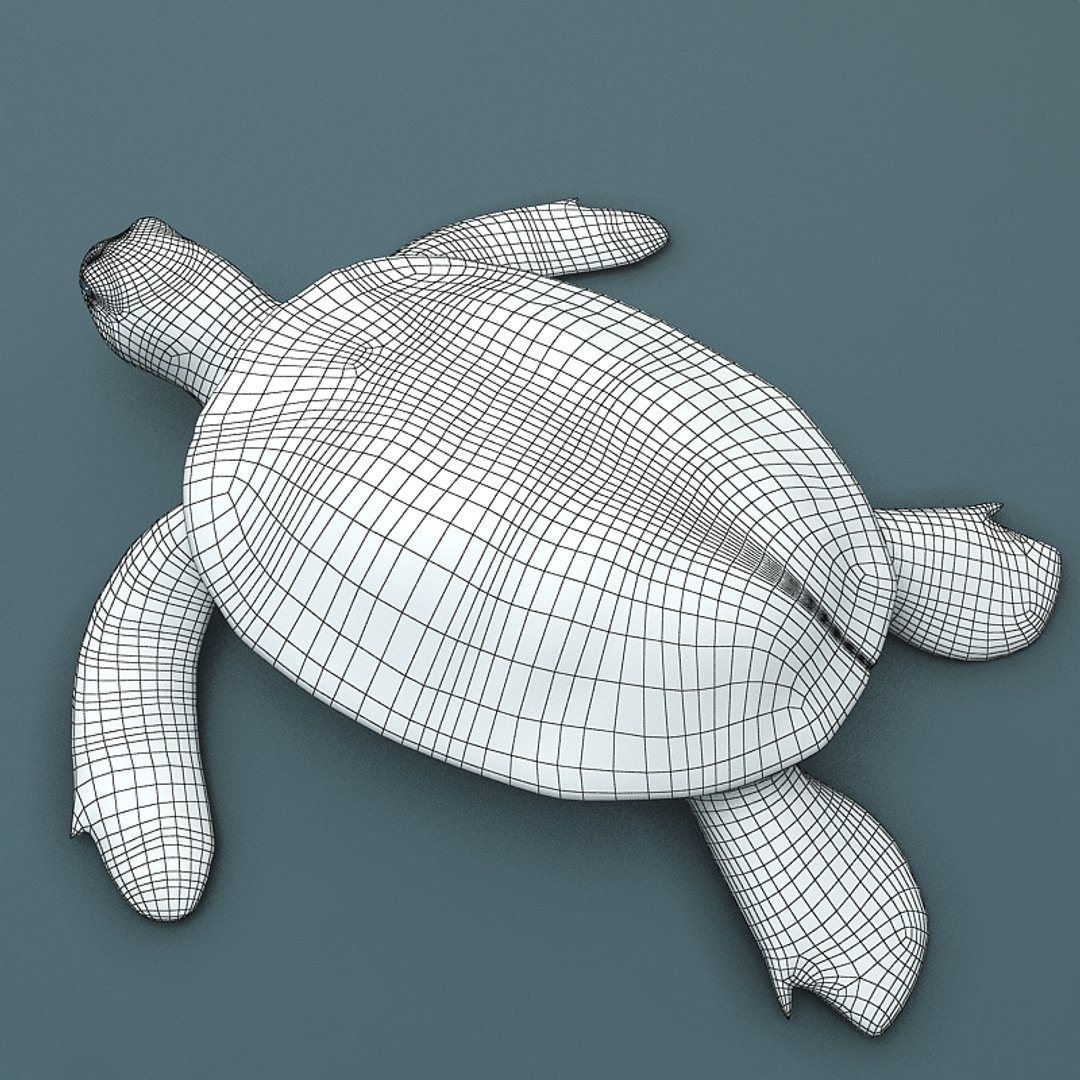 sea turtle max https://p.turbosquid.com/ts-thumb/Jh/2gbr4g/BIkWyZAk/sea_turtle_render_06/jpg/1371998077/1920x1080/fit_q87/2d7ffaef578d9f462fc5b7d590ef3a000bae6a75/sea_turtle_render_06.jpg