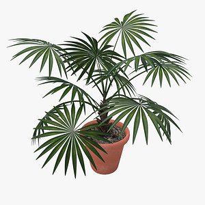 palm tree 3d ma